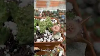 Duvalia corderoyi lind&iacute;ssima com flores exuberantes, n&atilde;o tem como n&atilde;o se apaixonar por ela n&eacute; ✨🐝