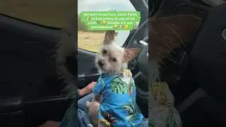 Another Chukibear weekend incident 🤔 #texaspets#puppylife #puppy