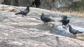 Interaction between Jackdaws and Feral Domestic Pigeons; visiting the puddle