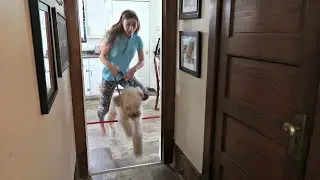 HOW TO TRAIN YOUR DOG TO BE A HORSE!