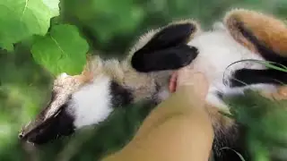 Adorable rescued Maned Wolf pup is ticklish (Chrysocyon brachyurus)