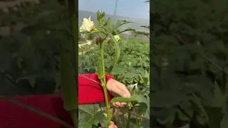 bhindi harvest new block 🥒🥒🥒👌🏻👌🏻 #