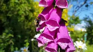 Bee Wildflower Garden