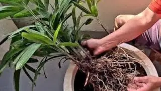 Mudando palmeira raphis de vaso