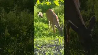 Deer Mom & Two Babies 🦌 | A Quiet Moment of Love