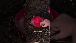 Best watering system for young chicks