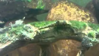 Psilorhynchus sucatio