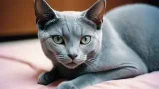 The Russian Blue Cat: A Comprehensive Guide for Pet Owners