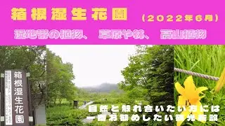 【箱根観光】箱根湿生花園(2022年6月)