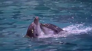 Start Time-Covering-Beirut Dolphinarium
