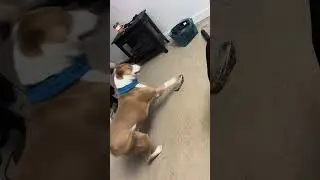 Bosco got a new bone. #petcontentcreator  #petcontent #voiceoveractor #voiceover