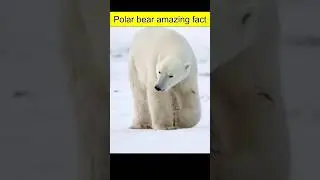 Polar bear facts #shorts #facts #ytshorts #trending #viralvideos #viralfacts #amazingfacts
