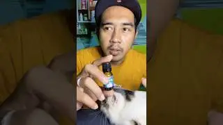 Obat flu kucing antibiotik. #testimonial #obatkucing #kucingpersia