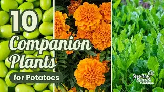 10 растений-компаньонов для картофеля