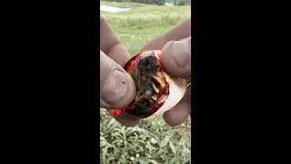 This Chick Never Hatched, So I Helped...