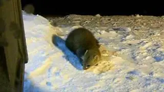 European Pine Marten
