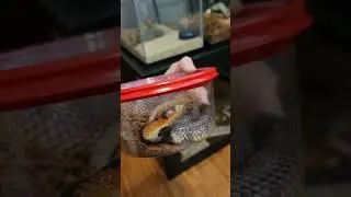 Venomous snake unboxing! What's inside? #unboxing #venomoussnakes #cobra #viper #coralsnake #reptile