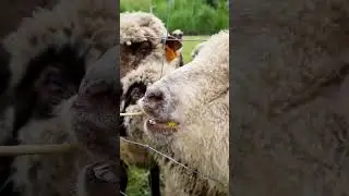 Tiny to Terrific: Nature's Best Makeovers!💫#shorts #Wildlife #AnimalPlanet #Wow #youtubeshorts