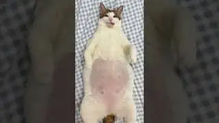 Mr Bao #shorts #cat #youtube #cats #fyp #kucing #pet  #youtubeshorts #viral #trending