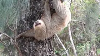 A Hoffman's Two-toed Sloth (Choloepus hoffmanni) encountered in the wild - Costa Rica 2019