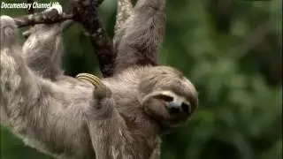 Wild Nature South America Documentary HD 1080p