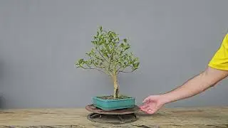Bonsai Cereja do Rio Grande 15 Anos