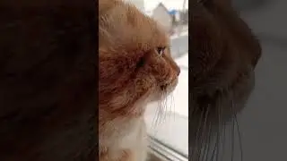 #джейсонстэйтем #стэтхэм #cat #10mil #котики #1milio #котик #цитатыосмысле #кот #цитатыпрожизнь