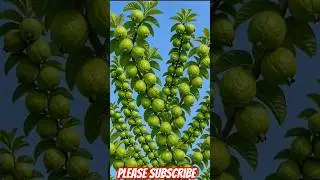 Guava Tree Unique Grafting Technique #guavashorts #guava #viralguava #unique #quiz #vacabulary
