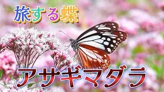 【アサギマダラ】【旅する蝶】