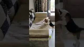 Cute beagle puppy wants to eat his treat&bull;Hungry Beagle Puppy&bull;Milo The Beagle