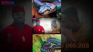 Importance Of A Snake Pet