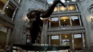 🦖Smithsonian Natural History Museum 4K Pt 1 | Fossils, Birds, Oceans & Africa Hall🌊 #WalkingVlogTour