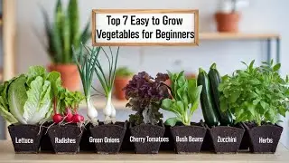 Top 7 Easy To Grow Vegetables For Beginners