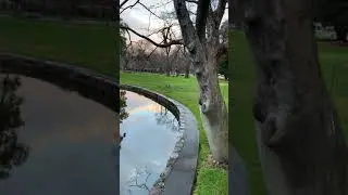 Maned goose