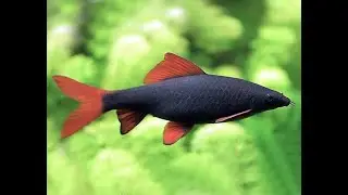 Rainbow Shark and Rainbow Fish Live Tank