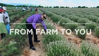 Gurunanda Essential Oils - The Story of FROM FARM TO YOU