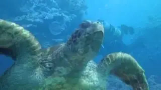 Go Dive Brisbane