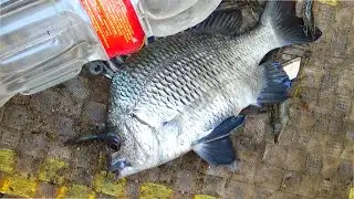 Handline Fishing Videos