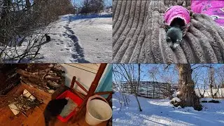 Зимний день в селе.Дымка спасена!☺️😺😺