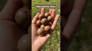 Macadamia nuts - creamy, buttery gourmet nuts. Hard to crack & expensive! #macadamia #macadamianuts