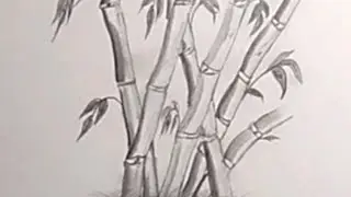 How to draw sugarcane with graphite pencils.Easy drawing of sugarcane crop.