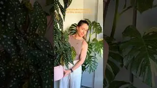 What popular houseplants look like, young vs mature 🌿 Do you prefer the big or little stage?