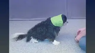 Kooperatives Snood Training