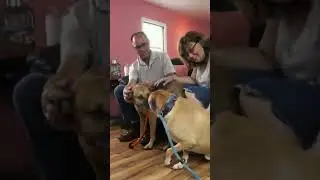 A Couple Falls in Love with These 2 Rescued Dogs 'Best Friend' | Pit Bulls & Parolees| Animal Planet