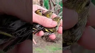 Little birds have arrived, let's watch and let them go! #birds #trap