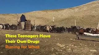 Have you ever thought about Goat's DRUG 😉It makes them fat 😉/Sangesari nomads summer camps