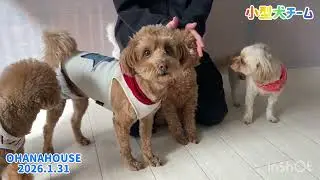 広場あそび（小型犬チーム）