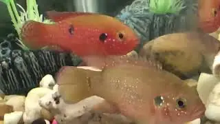 Cichlids- Jewel cichlids