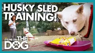 Energetic New York Husky Gets Back to It's Roots with Sled Training! |  It's Me or The Dog