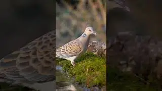 Oriental turtle dove!!